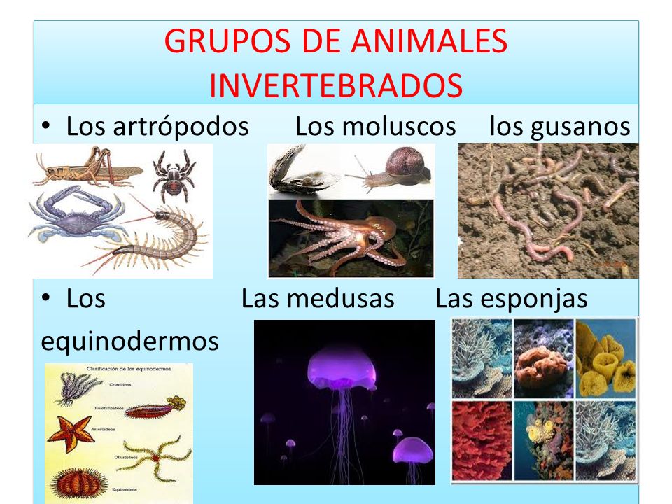 Los helmintos a las vacas